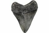 3.61" Fossil Megalodon Tooth - South Carolina - #202291-1